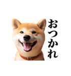 動く！リアルな柴犬（個別スタンプ：4）