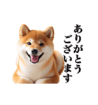 動く！リアルな柴犬（個別スタンプ：6）