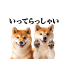 動く！リアルな柴犬（個別スタンプ：7）