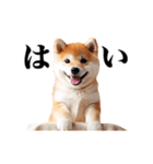 動く！リアルな柴犬（個別スタンプ：8）