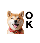 動く！リアルな柴犬（個別スタンプ：9）