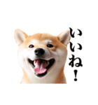 動く！リアルな柴犬（個別スタンプ：10）