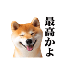 動く！リアルな柴犬（個別スタンプ：11）