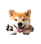 動く！リアルな柴犬（個別スタンプ：13）