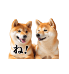動く！リアルな柴犬（個別スタンプ：14）