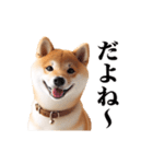 動く！リアルな柴犬（個別スタンプ：15）