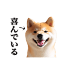 動く！リアルな柴犬（個別スタンプ：18）