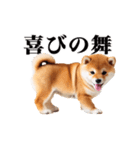 動く！リアルな柴犬（個別スタンプ：19）