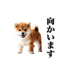 動く！リアルな柴犬（個別スタンプ：21）