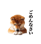 動く！リアルな柴犬（個別スタンプ：22）