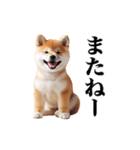動く！リアルな柴犬（個別スタンプ：24）