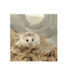 ロボロフスキーのきぬ（個別スタンプ：8）