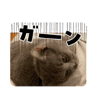 いやしのニャンコⅧ（個別スタンプ：13）