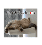 いやしのニャンコⅧ（個別スタンプ：16）