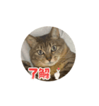 動いてる愛しのみーこ4（個別スタンプ：2）