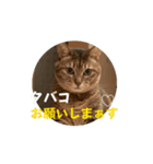 動いてる愛しのみーこ4（個別スタンプ：3）