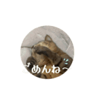 動いてる愛しのみーこ4（個別スタンプ：5）