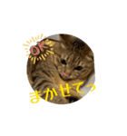 動いてる愛しのみーこ4（個別スタンプ：6）