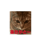 動いてる愛しのみーこ4（個別スタンプ：7）