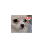 チワワ そら（個別スタンプ：2）