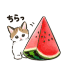 夏の毎日☆猫たちのスタンプ2（個別スタンプ：5）