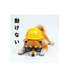 ぐでだる柴犬の現場仕事⭐(再販)（個別スタンプ：6）