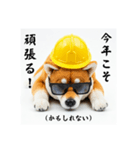 ぐでだる柴犬の現場仕事⭐(再販)（個別スタンプ：30）
