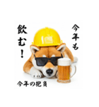 ぐでだる柴犬の現場仕事⭐(再販)（個別スタンプ：34）