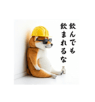 柴犬の現場仕事⭐年末年始酒まみれ(再販)（個別スタンプ：37）