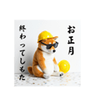 柴犬の現場仕事⭐年末年始酒まみれ(再販)（個別スタンプ：39）