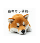 ねむねむな柴犬⭐(再販)（個別スタンプ：1）