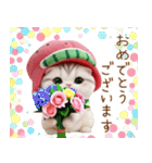 可愛いスイカ帽ネコ 使える状況＆日常 敬語（個別スタンプ：6）