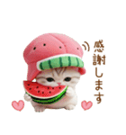 可愛いスイカ帽ネコ 使える状況＆日常 敬語（個別スタンプ：11）