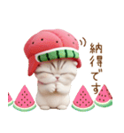 可愛いスイカ帽ネコ 使える状況＆日常 敬語（個別スタンプ：14）