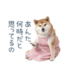 実写の母しば犬【連絡・家族】（個別スタンプ：3）