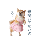 実写の母しば犬【連絡・家族】（個別スタンプ：4）