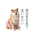 実写の母しば犬【連絡・家族】（個別スタンプ：5）