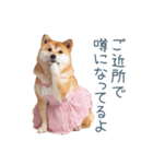 実写の母しば犬【連絡・家族】（個別スタンプ：6）