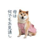 実写の母しば犬【連絡・家族】（個別スタンプ：7）