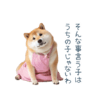 実写の母しば犬【連絡・家族】（個別スタンプ：8）