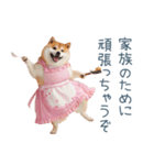 実写の母しば犬【連絡・家族】（個別スタンプ：10）
