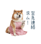 実写の母しば犬【連絡・家族】（個別スタンプ：11）