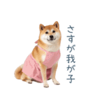 実写の母しば犬【連絡・家族】（個別スタンプ：12）
