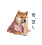 実写の母しば犬【連絡・家族】（個別スタンプ：13）