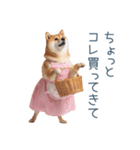 実写の母しば犬【連絡・家族】（個別スタンプ：14）