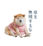 実写の母しば犬【連絡・家族】（個別スタンプ：15）