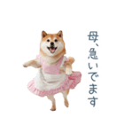 実写の母しば犬【連絡・家族】（個別スタンプ：16）