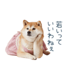 実写の母しば犬【連絡・家族】（個別スタンプ：18）