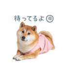 実写の母しば犬【連絡・家族】（個別スタンプ：19）