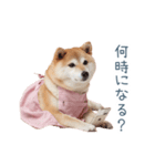 実写の母しば犬【連絡・家族】（個別スタンプ：20）